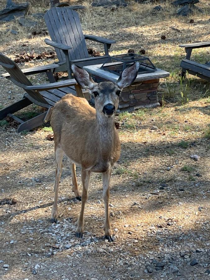 Yosemite Escapes - Pine Mountain Lake Groveland Extérieur photo